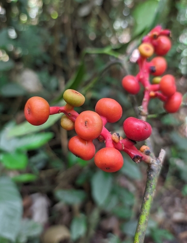 Sorocea briquetii