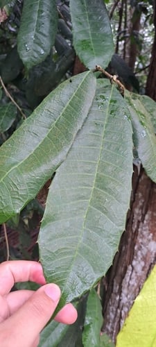 Sorocea guilleminiana — photo