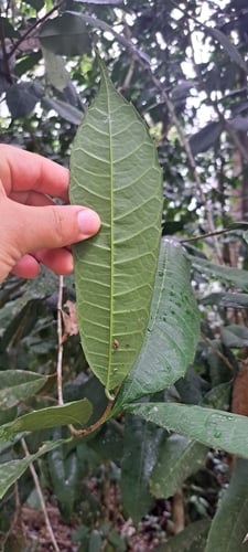 Sorocea guilleminiana — photo