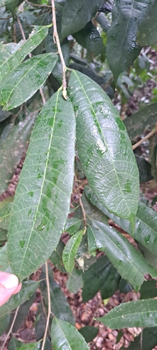 Sorocea guilleminiana