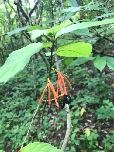 Sorocea sprucei — photo