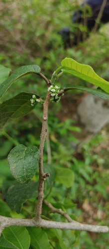 Sorocea sprucei — photo