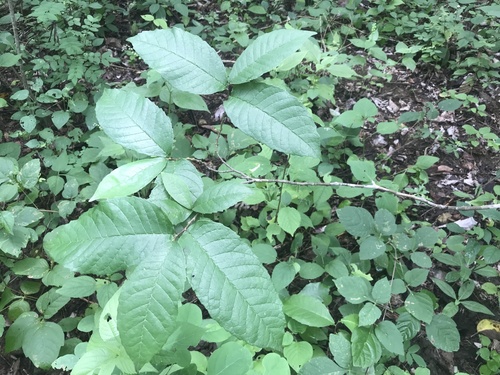 Sorocea sprucei