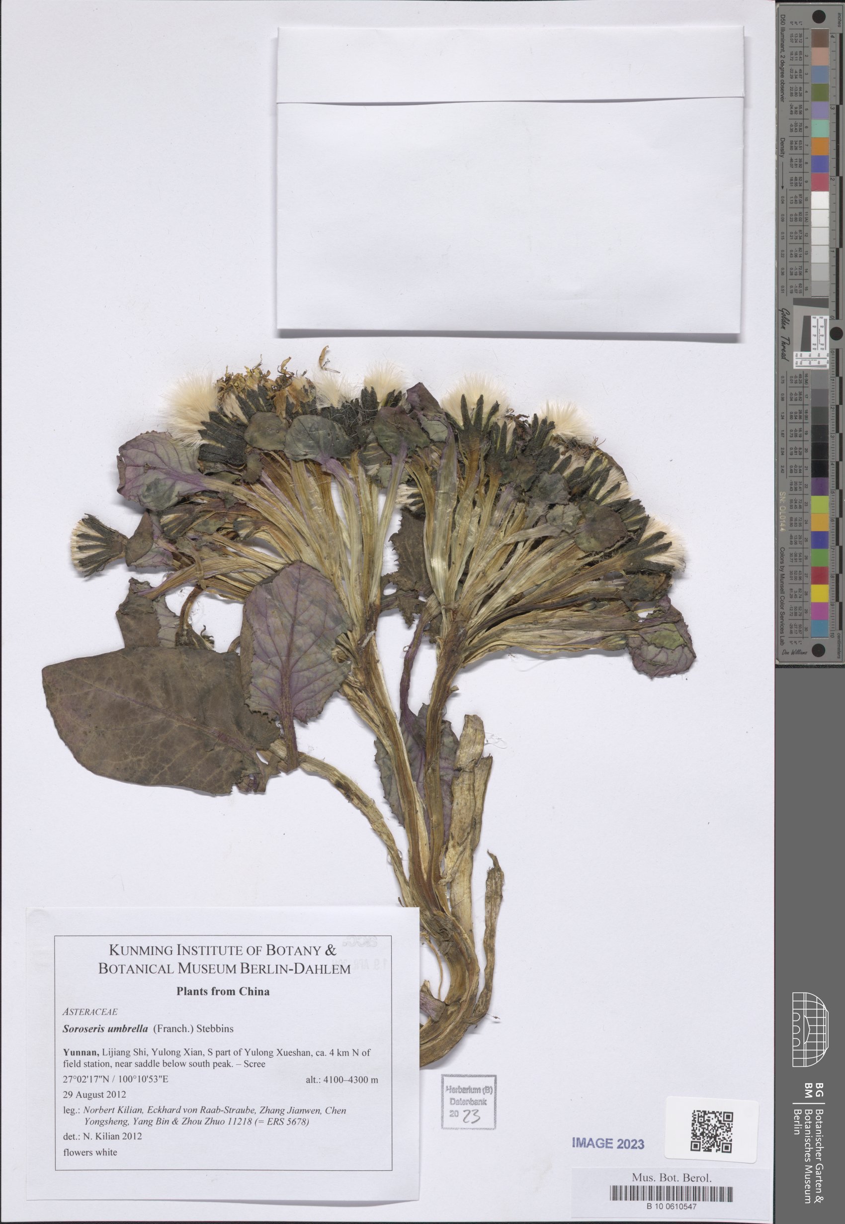 Soroseris umbrella — photo