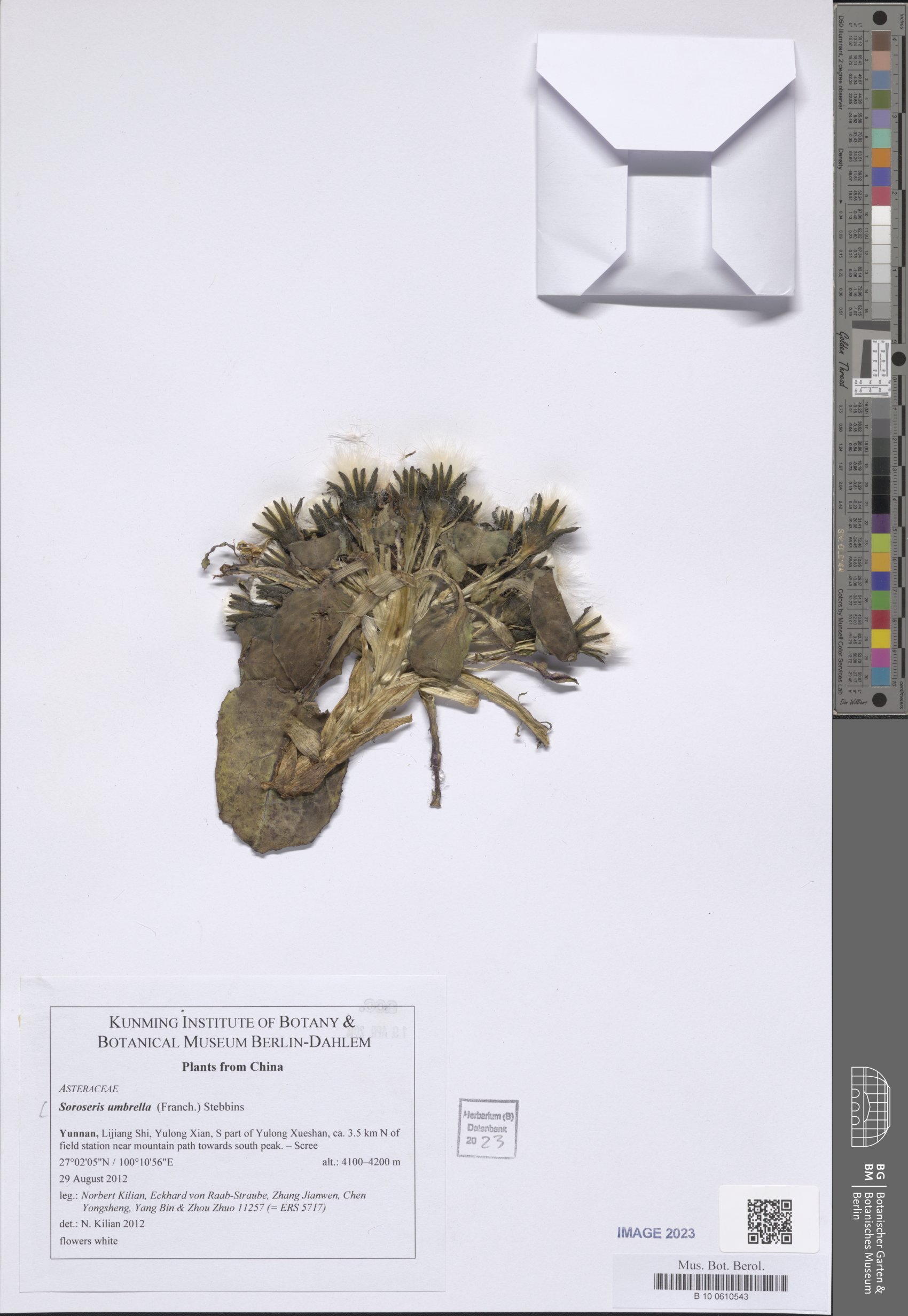 Soroseris umbrella — photo