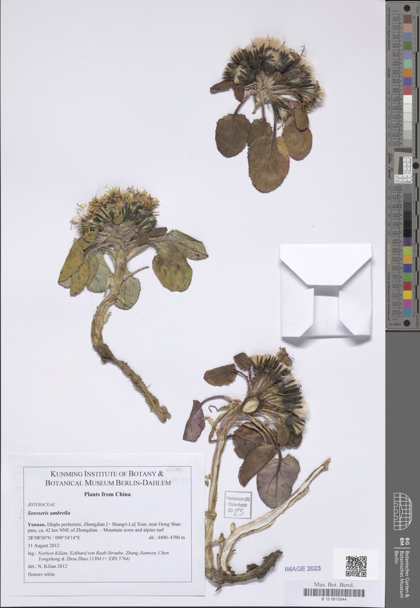 Soroseris umbrella