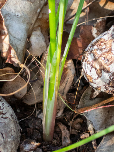 Sowerbaea laxiflora (Purple tassels) — photo