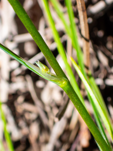 Sowerbaea laxiflora (Purple tassels) — photo