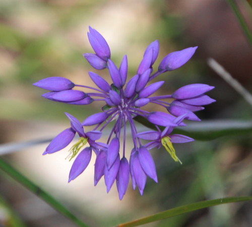 Sowerbaea laxiflora