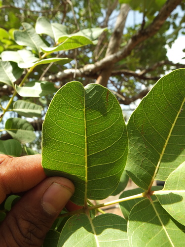 Soymida febrifuga — photo