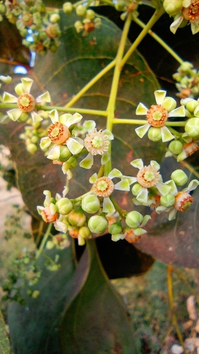 Soymida febrifuga — photo