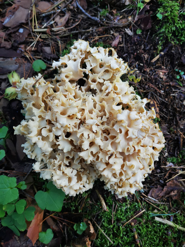 Sparassidiaceae