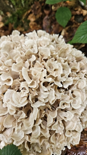 Sparassis laminosa — photo