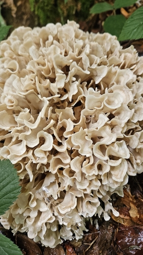 Sparassis laminosa — photo