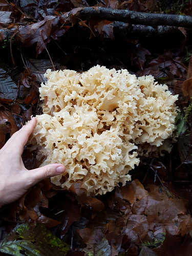 Sparassis radicata (Rooting cauliflower mushroom) — photo