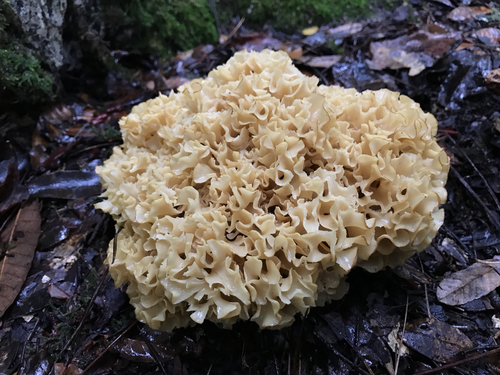 Sparassis radicata