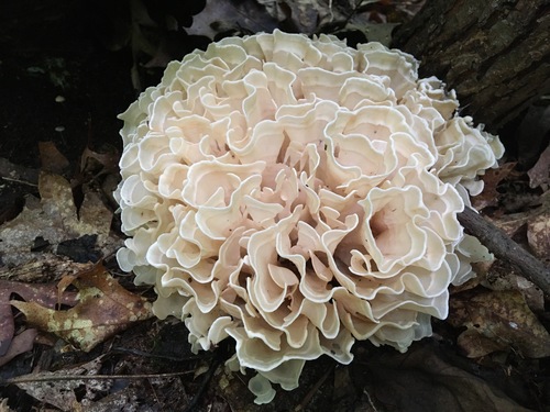 Sparassis spathulata (Cauliflower mushroom) — photo