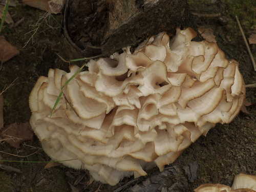Sparassis spathulata (Cauliflower mushroom) — photo