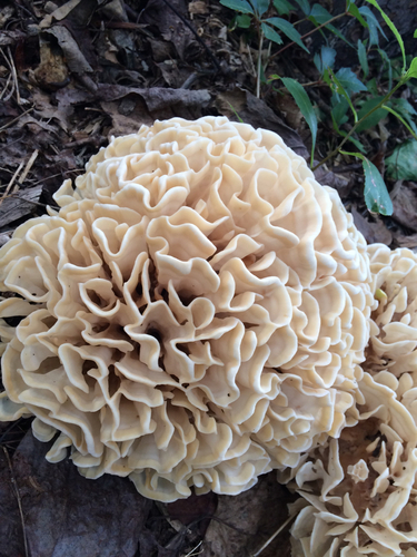 Sparassis spathulata
