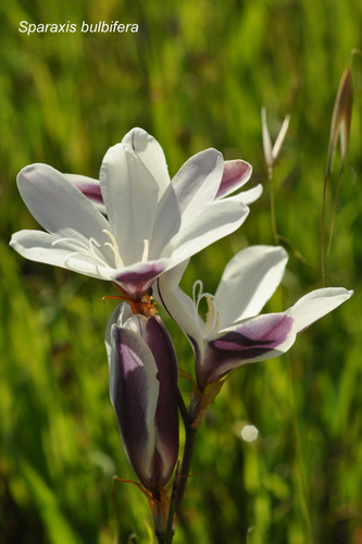 Sparaxis bulbifera