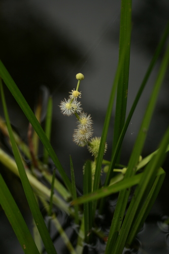 Sparganium americanum (Bur-reed) — photo