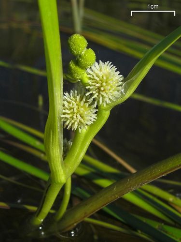Sparganium americanum (Bur-reed) — photo