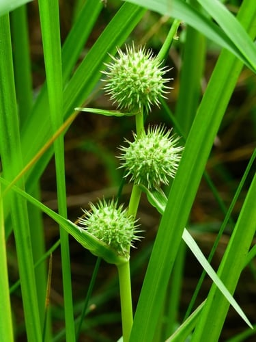 Typhaceae