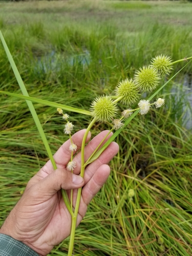 Sparganium androcladum (Branching bur-reed) — photo