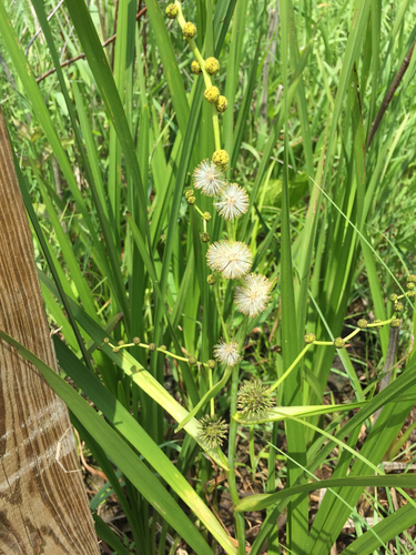 Sparganium androcladum (Branching bur-reed) — photo