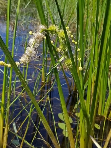 Sparganium androcladum