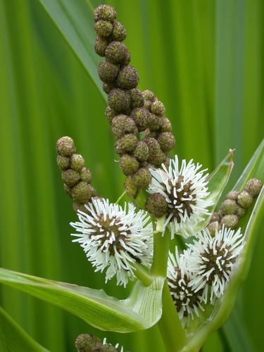 Sparganium erectum
