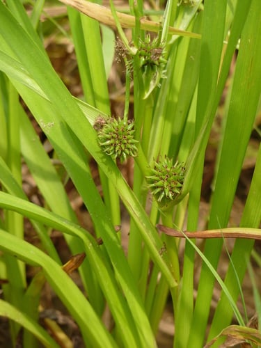 Sparganium erectum (Bur reed) — photo