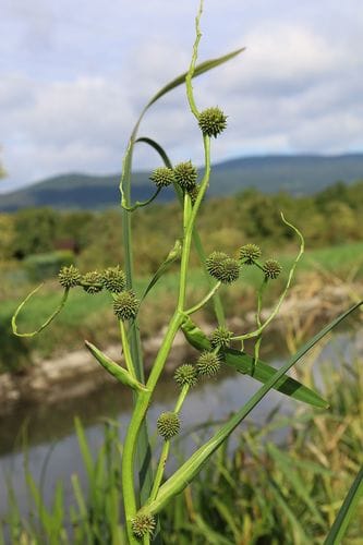 Sparganium erectum subsp. stoloniferum