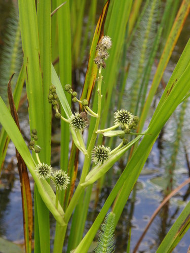Sparganium erectum (Bur reed) — photo