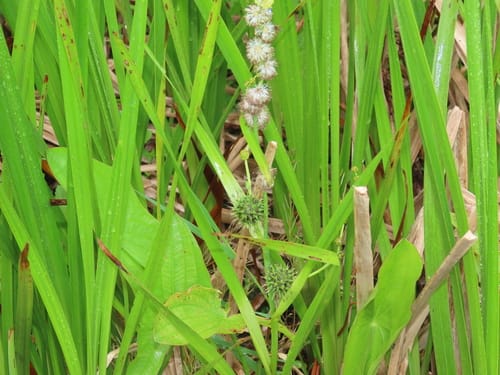Sparganium eurycarpum (Giant bur reed) — photo