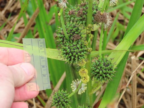 Sparganium eurycarpum (Giant bur reed) — photo
