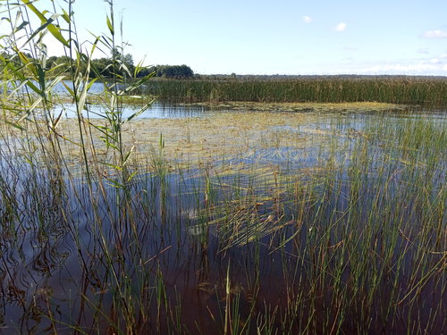 Sparganium longifolium (Bur-Reed) — photo