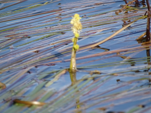 Sparganium longifolium (Bur-Reed) — photo