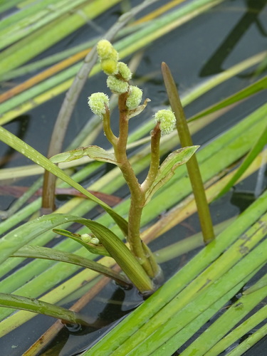 Sparganium longifolium