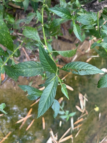 Sparganophorus sparganophora — photo