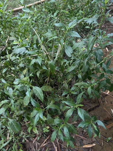 Sparganophorus sparganophora — photo