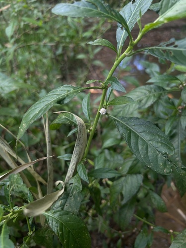 Sparganophorus sparganophora