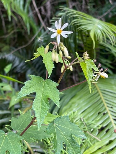 Sparrmannia ricinocarpa (Sparmannia bush) — photo