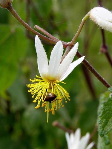 Sparrmannia ricinocarpa