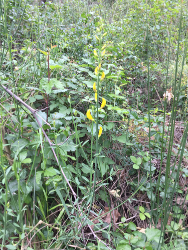 Spartium junceum (Spanish Broom) — photo