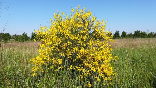 Spartium junceum (Spanish Broom) — photo