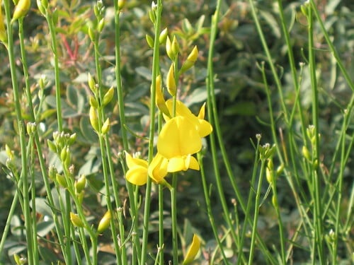 Spartium junceum