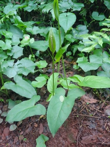 Spathicarpa hastifolia — photo