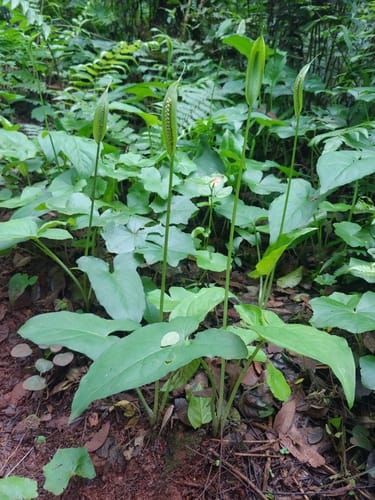 Spathicarpa hastifolia — photo