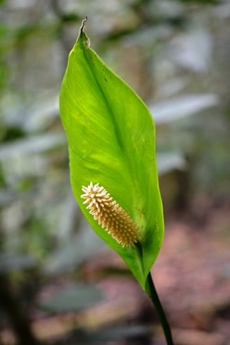 Spathiphyllum cochlearispathum